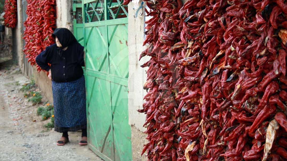 Los cultivos de páprika en Serbia