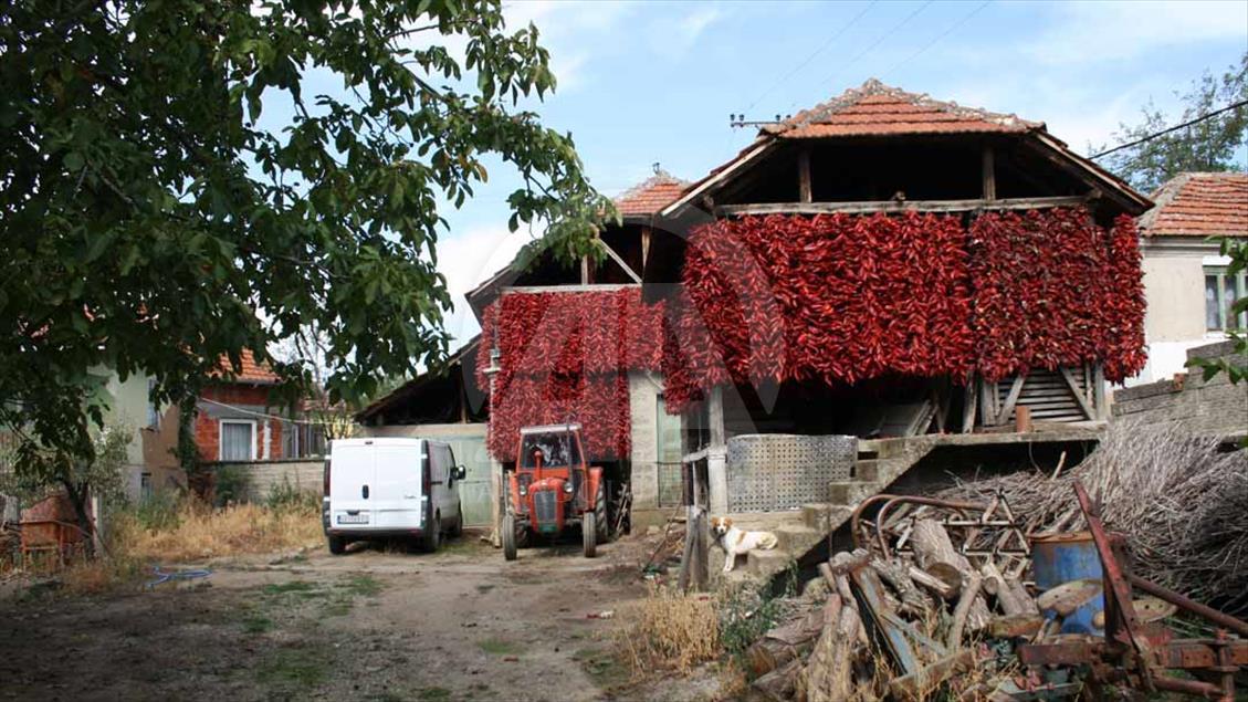 Los cultivos de páprika en Serbia