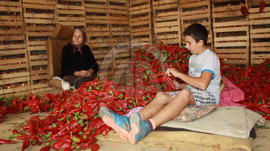Los cultivos de páprika en Serbia