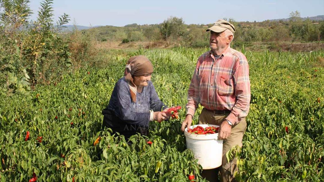 Los cultivos de páprika en Serbia