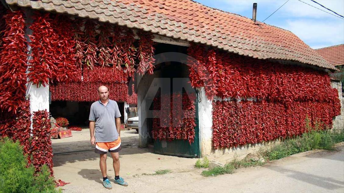 Los cultivos de páprika en Serbia