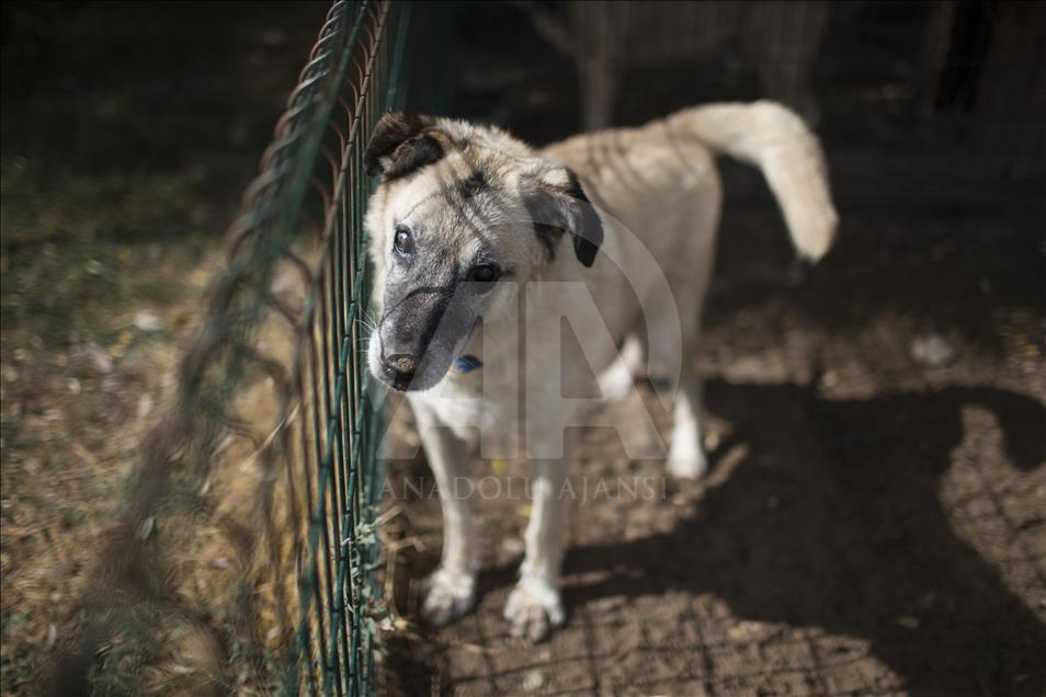 Hayvansever çift, yüzlerce yaralı köpeğe barınak açtı