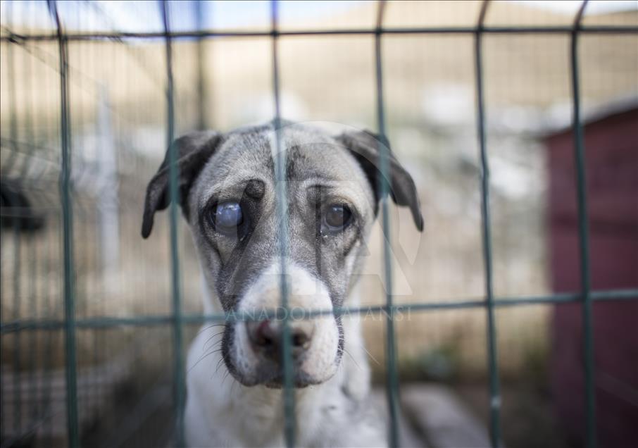 Hayvansever çift, yüzlerce yaralı köpeğe barınak açtı