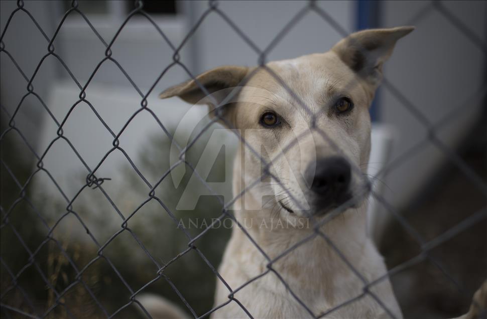 Hayvansever çift, yüzlerce yaralı köpeğe barınak açtı