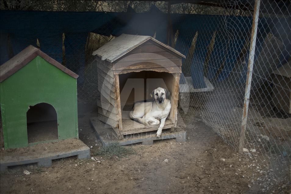 Hayvansever çift, yüzlerce yaralı köpeğe barınak açtı