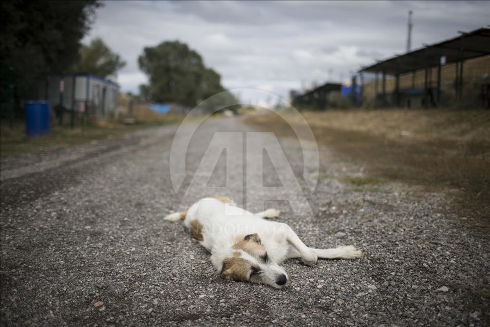 Hayvansever çift, yüzlerce yaralı köpeğe barınak açtı
