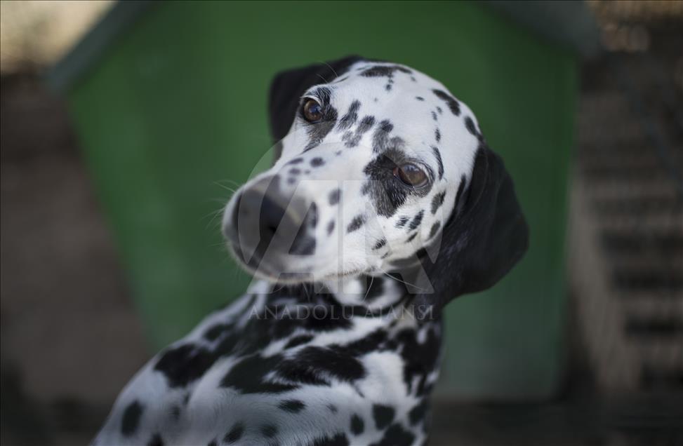 Hayvansever çift, yüzlerce yaralı köpeğe barınak açtı