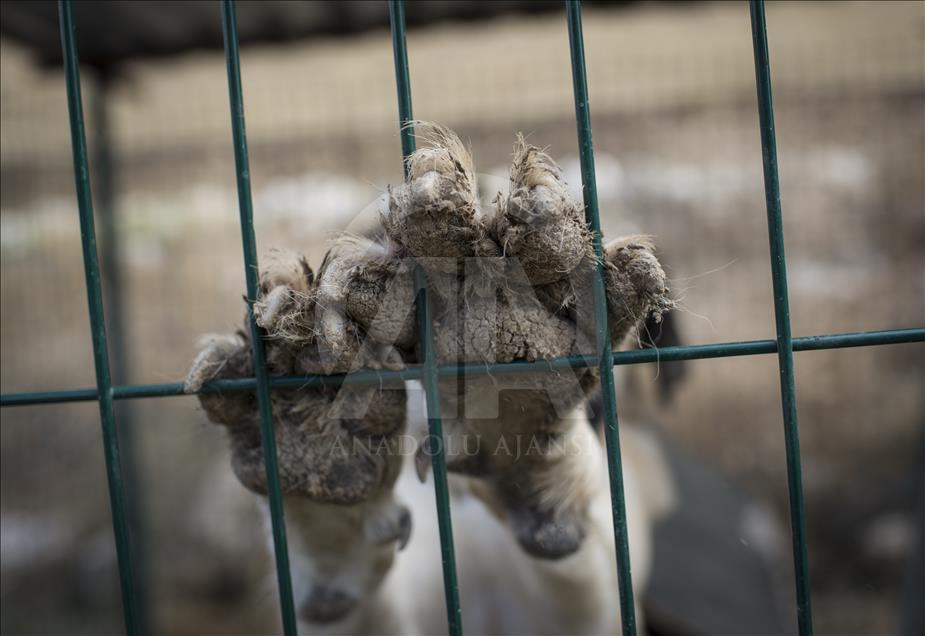 Hayvansever çift, yüzlerce yaralı köpeğe barınak açtı