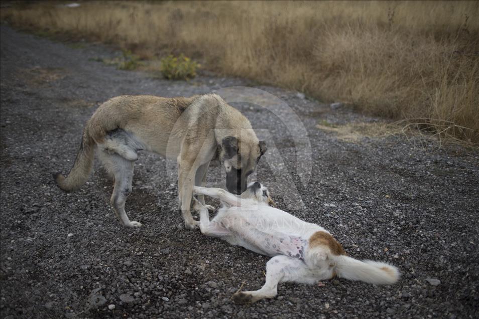 Hayvansever çift, yüzlerce yaralı köpeğe barınak açtı