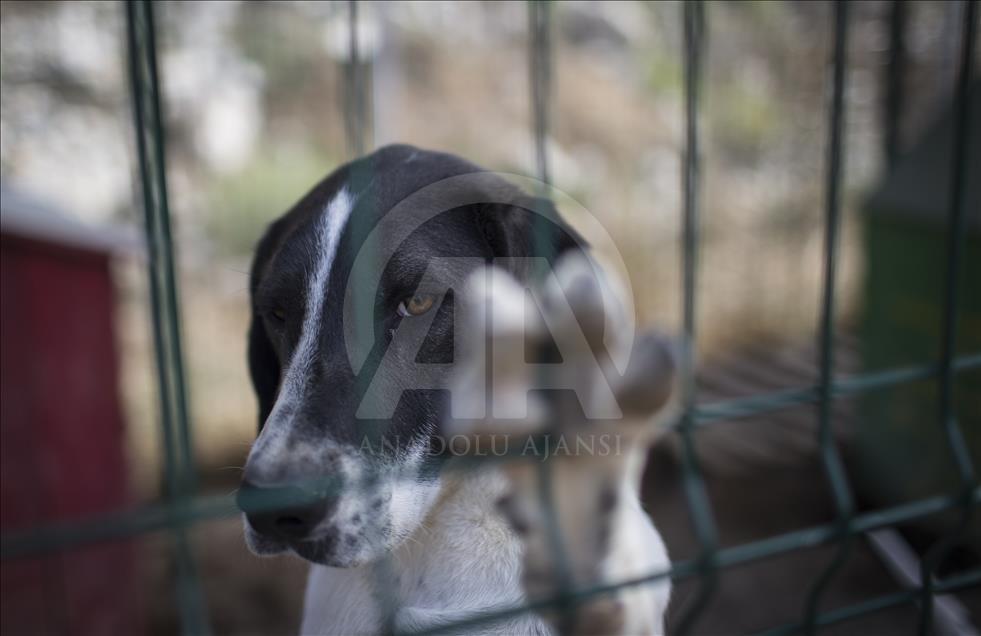 Hayvansever çift, yüzlerce yaralı köpeğe barınak açtı