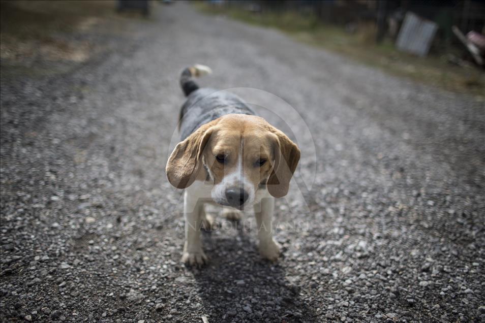 Hayvansever çift, yüzlerce yaralı köpeğe barınak açtı
