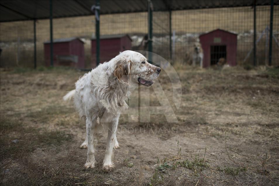 Hayvansever çift, yüzlerce yaralı köpeğe barınak açtı