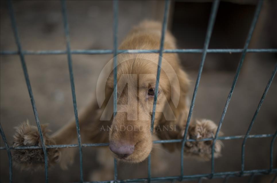 Hayvansever çift, yüzlerce yaralı köpeğe barınak açtı