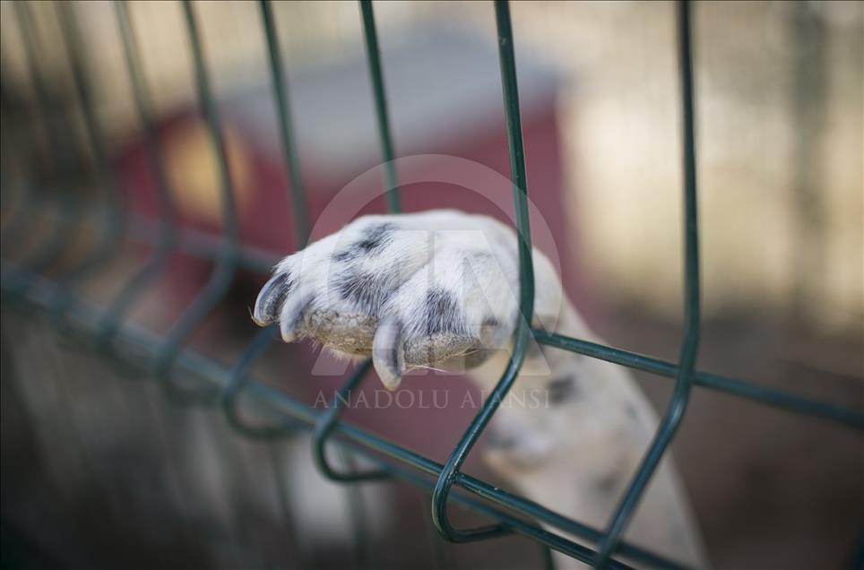 Hayvansever çift, yüzlerce yaralı köpeğe barınak açtı