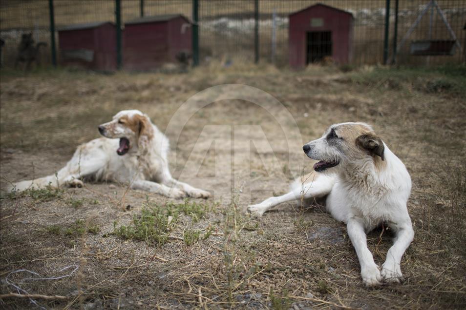 Hayvansever çift, yüzlerce yaralı köpeğe barınak açtı