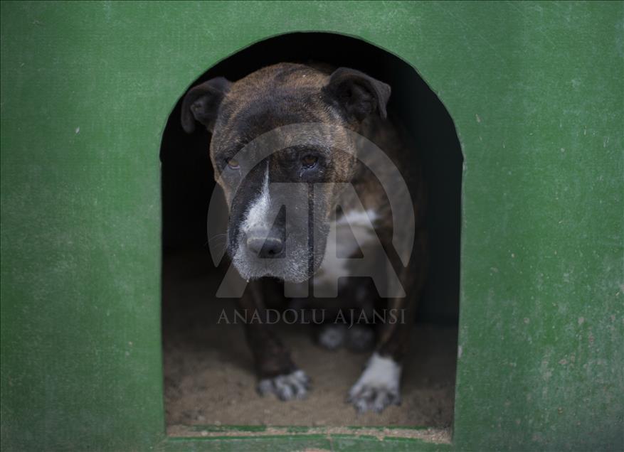 Hayvansever çift, yüzlerce yaralı köpeğe barınak açtı