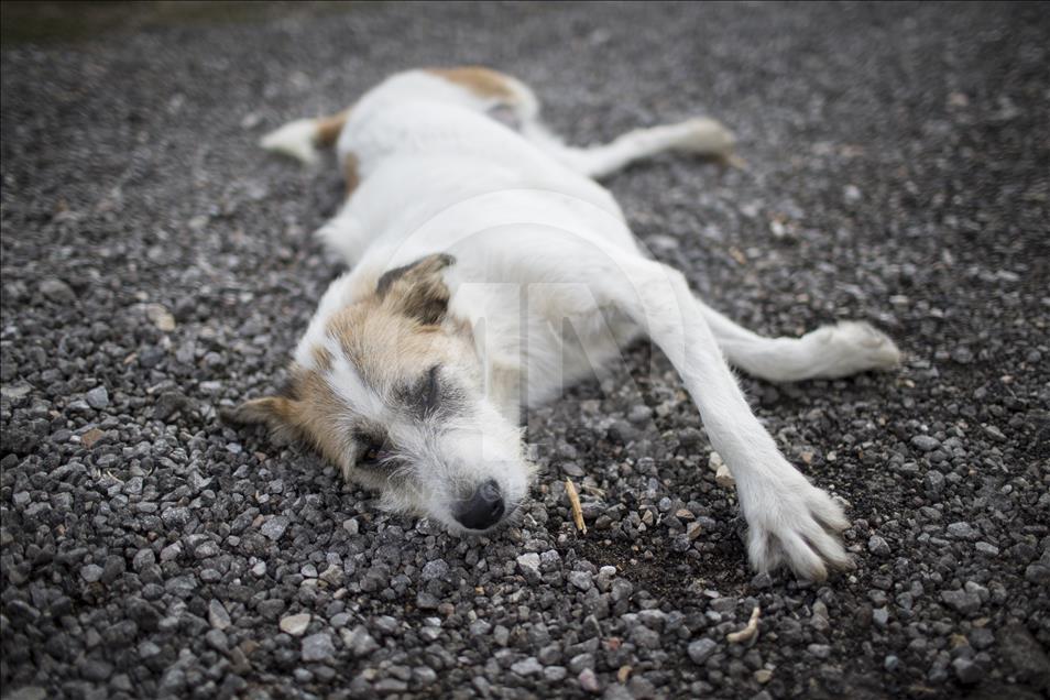 Hayvansever çift, yüzlerce yaralı köpeğe barınak açtı