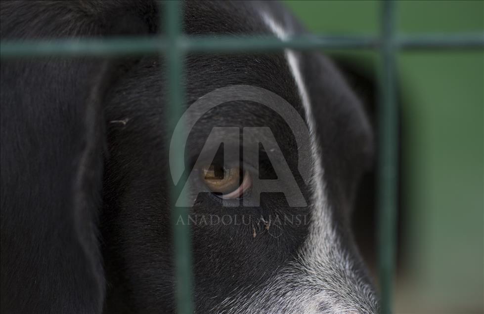 Hayvansever çift, yüzlerce yaralı köpeğe barınak açtı