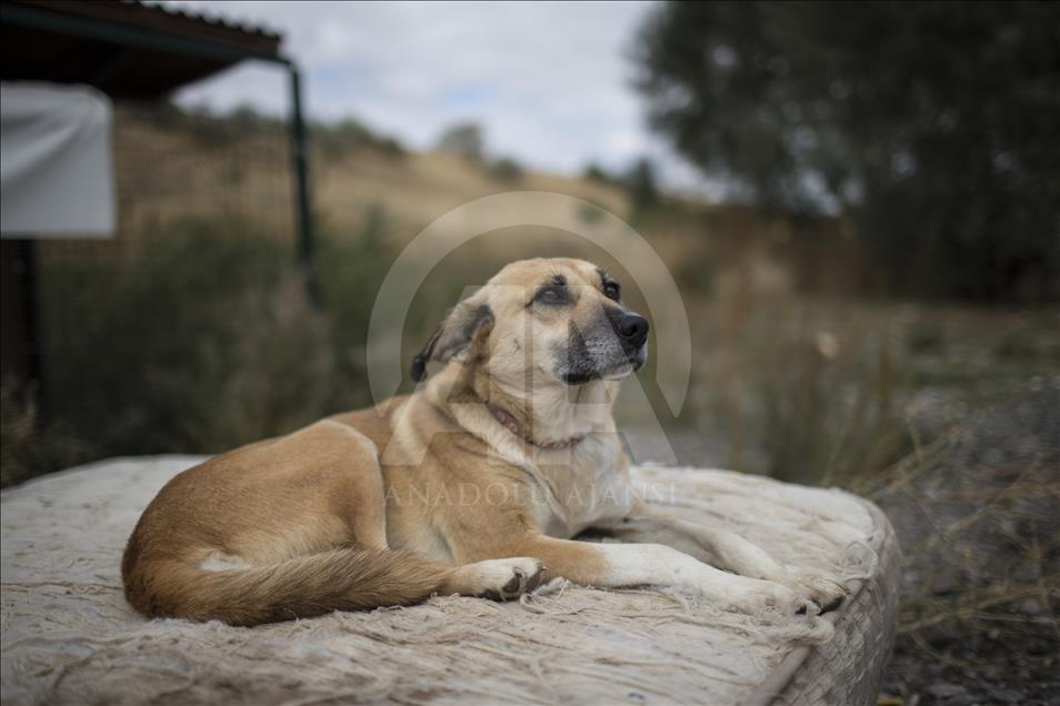 Hayvansever çift, yüzlerce yaralı köpeğe barınak açtı