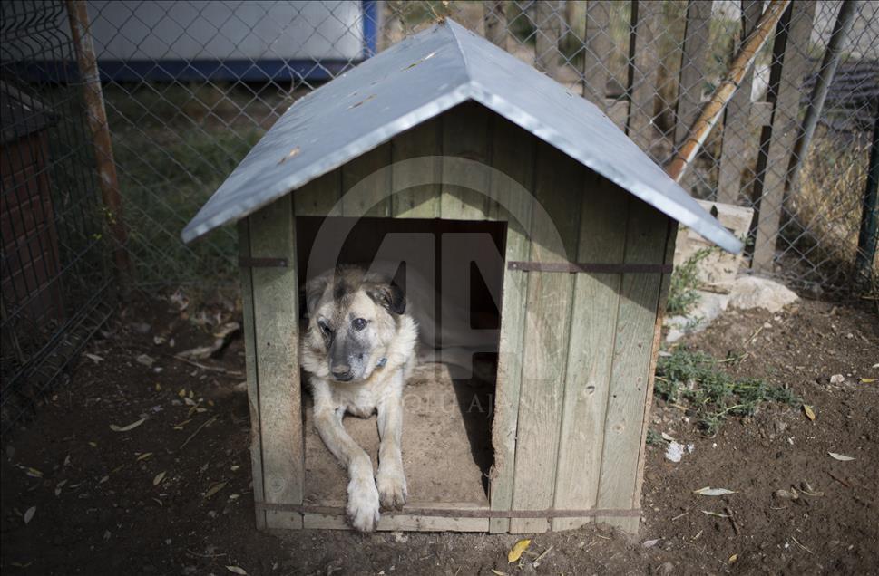 Hayvansever çift, yüzlerce yaralı köpeğe barınak açtı