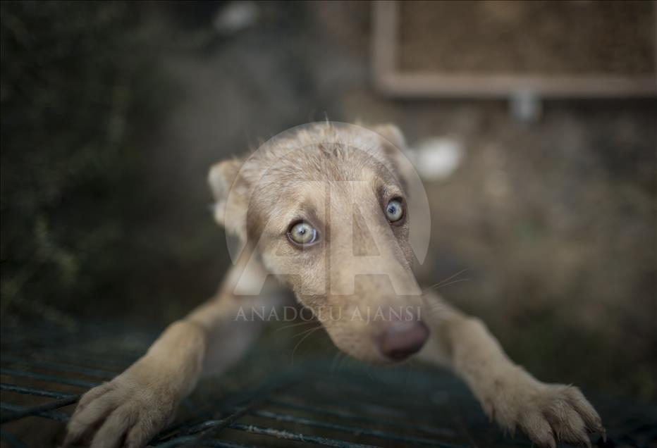 Hayvansever çift, yüzlerce yaralı köpeğe barınak açtı