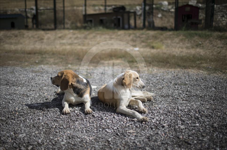 Hayvansever çift, yüzlerce yaralı köpeğe barınak açtı