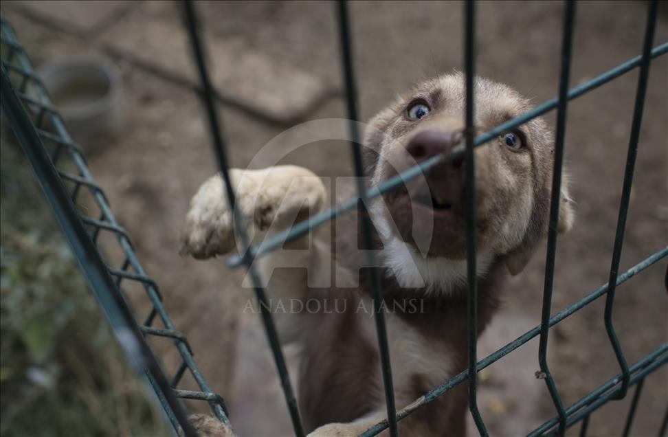 Hayvansever çift, yüzlerce yaralı köpeğe barınak açtı