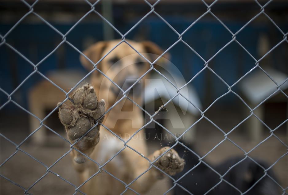 Hayvansever çift, yüzlerce yaralı köpeğe barınak açtı