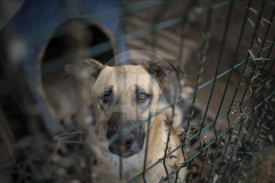 Hayvansever çift, yüzlerce yaralı köpeğe barınak açtı