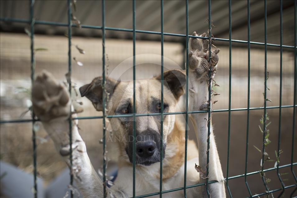 Animal Shelter hosts 450 different breeds of stray dogs in Ankara ...