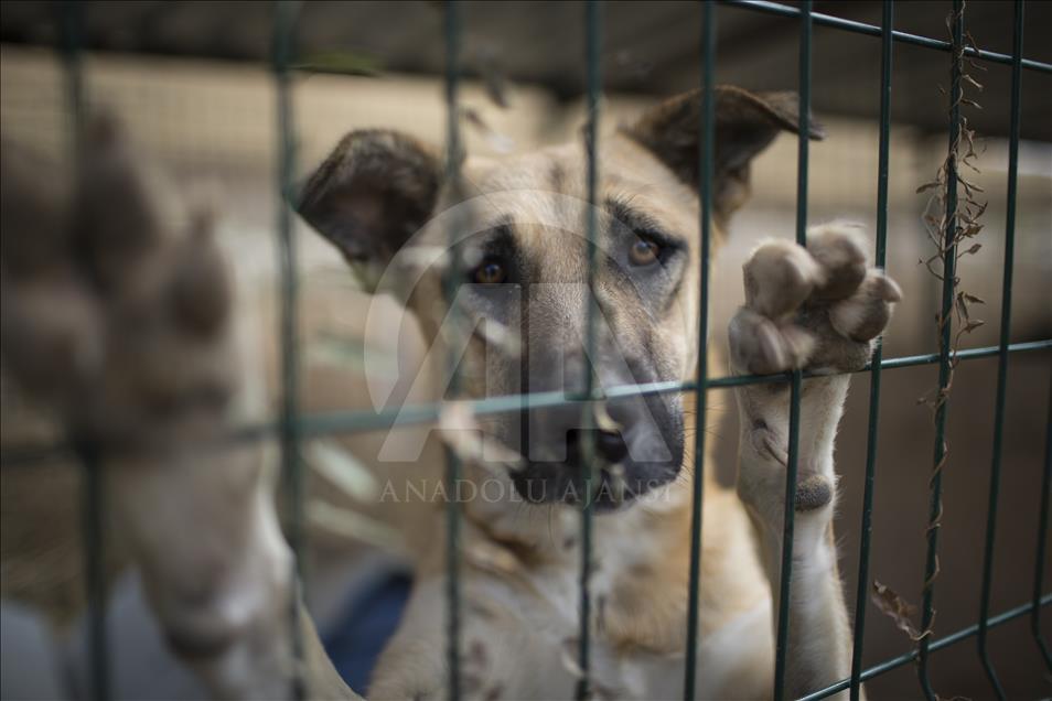Hayvansever çift, yüzlerce yaralı köpeğe barınak açtı