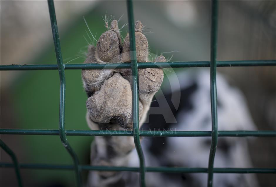 Hayvansever çift, yüzlerce yaralı köpeğe barınak açtı