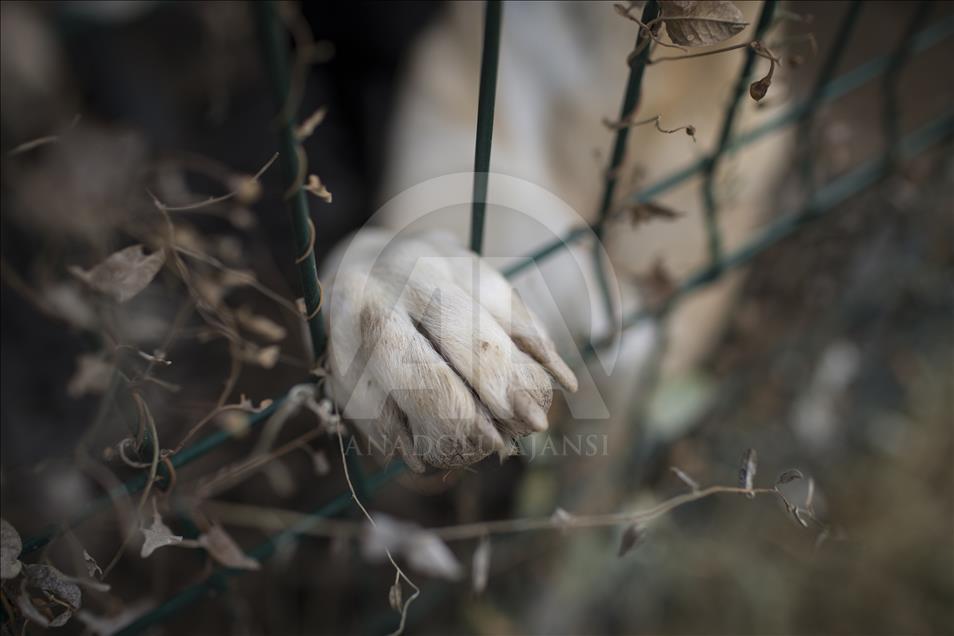 Hayvansever çift, yüzlerce yaralı köpeğe barınak açtı