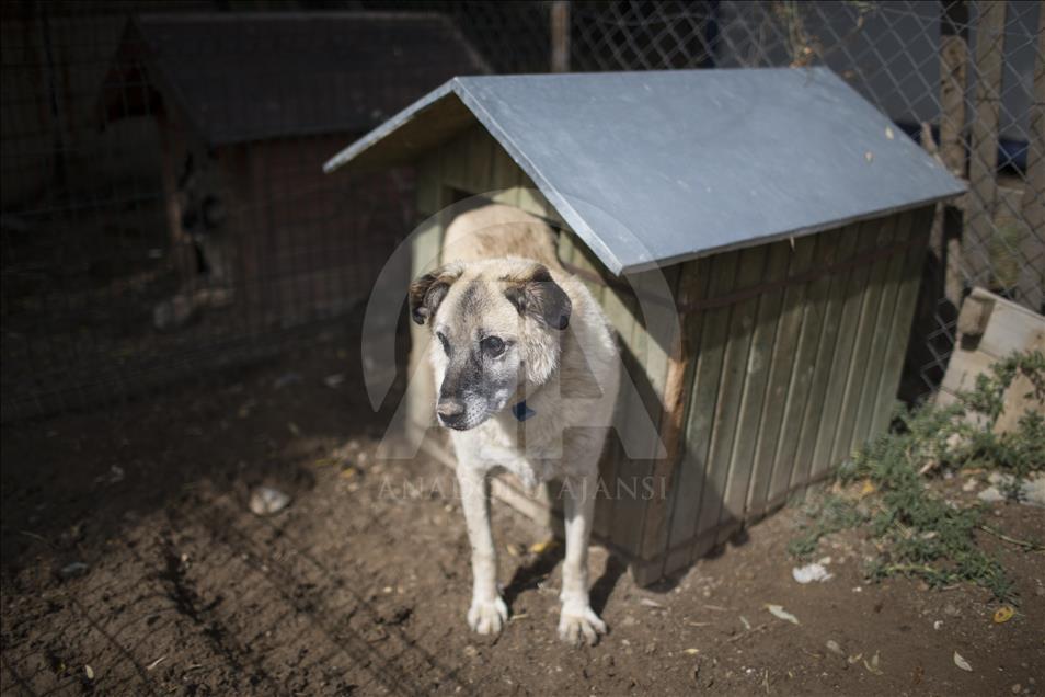 Hayvansever çift, yüzlerce yaralı köpeğe barınak açtı