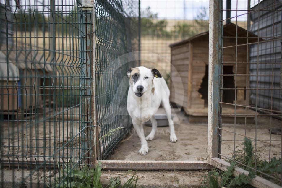Hayvansever çift, yüzlerce yaralı köpeğe barınak açtı