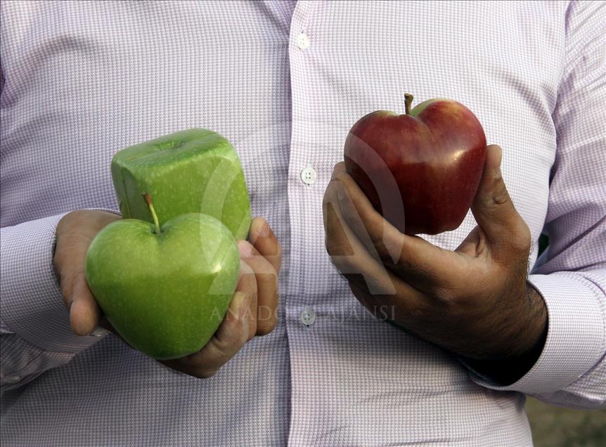 تركيا تنافس أمريكا واليابان في "البطيخ المكعب"