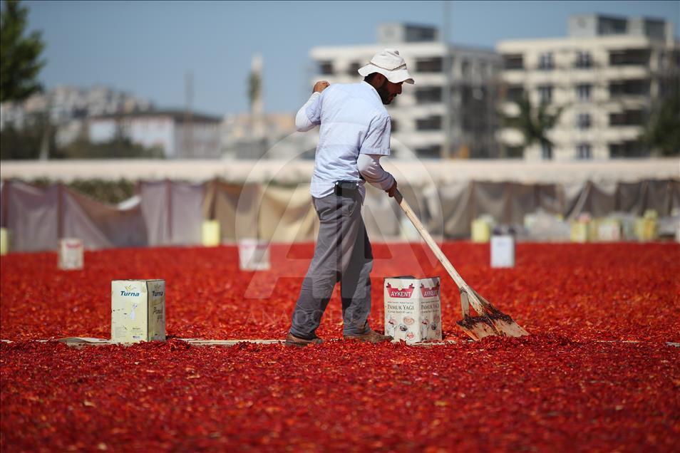 İsotta tanıtım atağı başlıyor