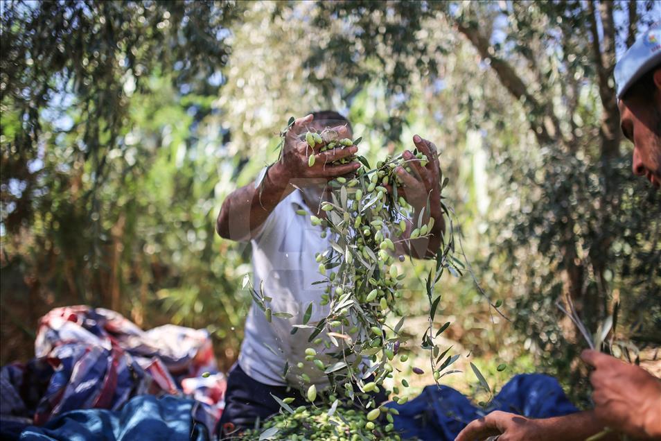  Gazze'de zeytin hasadı