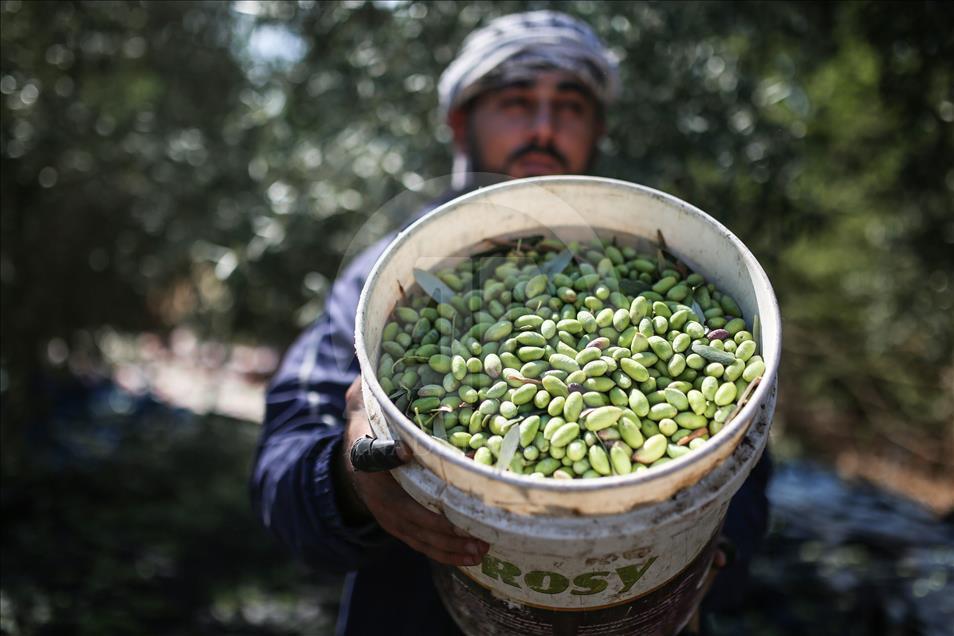 Gazze'de zeytin hasadı