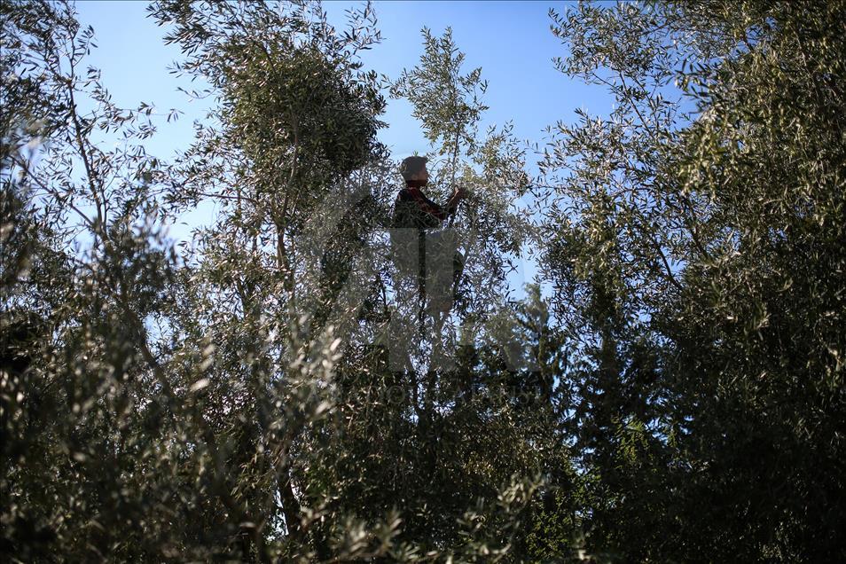  Gazze'de zeytin hasadı