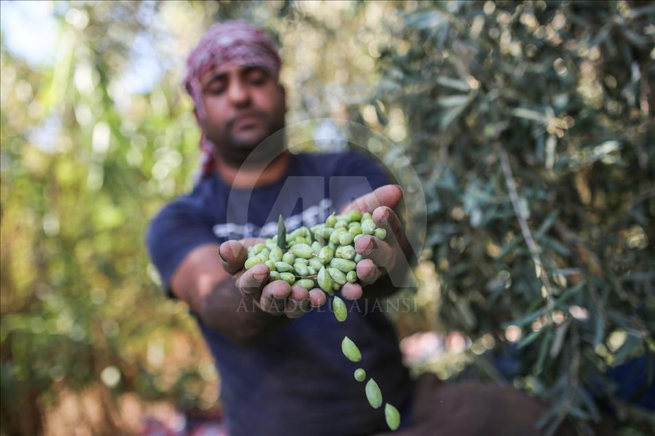  Gazze'de zeytin hasadı