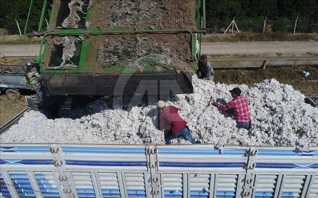 Çukurova'da pamuk işçiliği mazide kalıyor