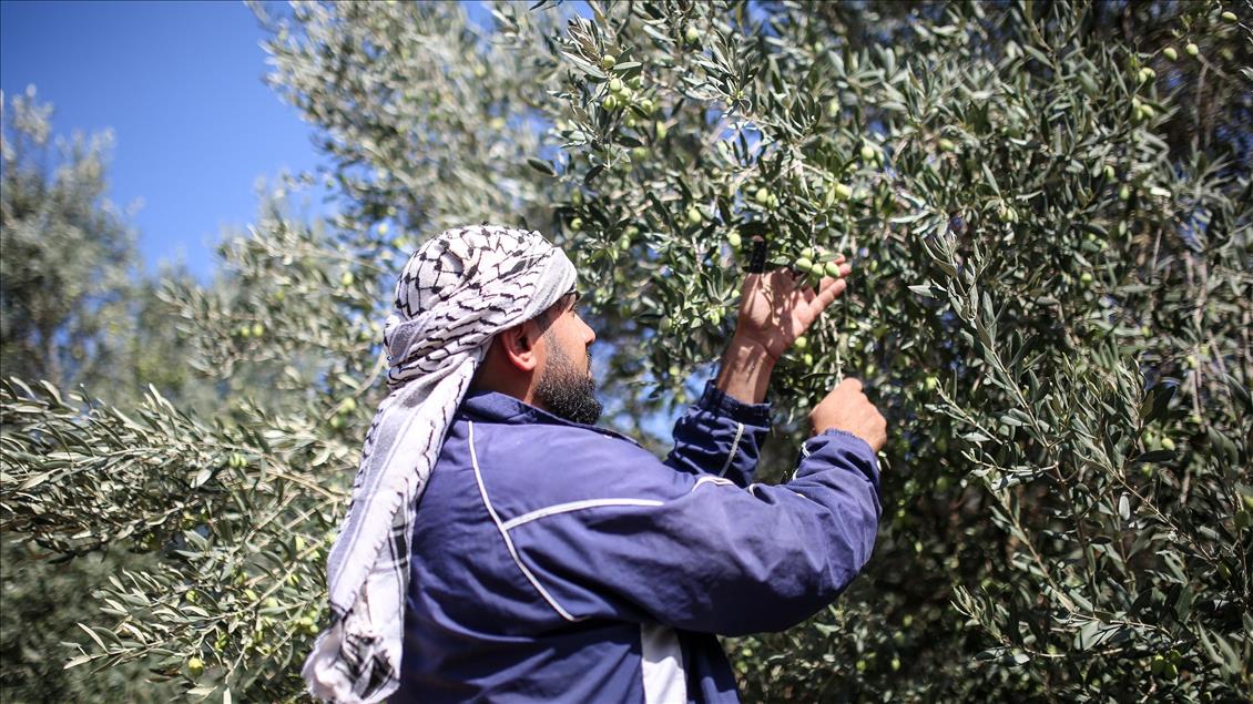  Gazze'de zeytin hasadı