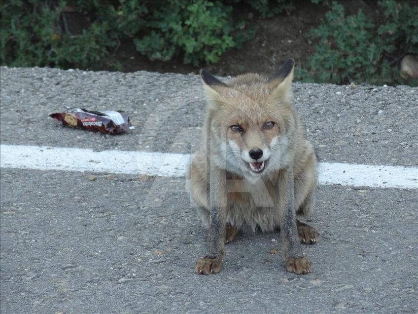 Tarihi yarımadanın "evcil tilkisi"