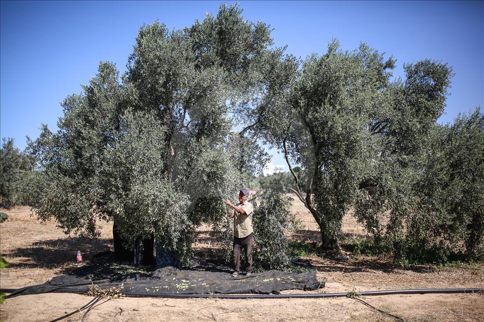  Gazze'de zeytin hasadı