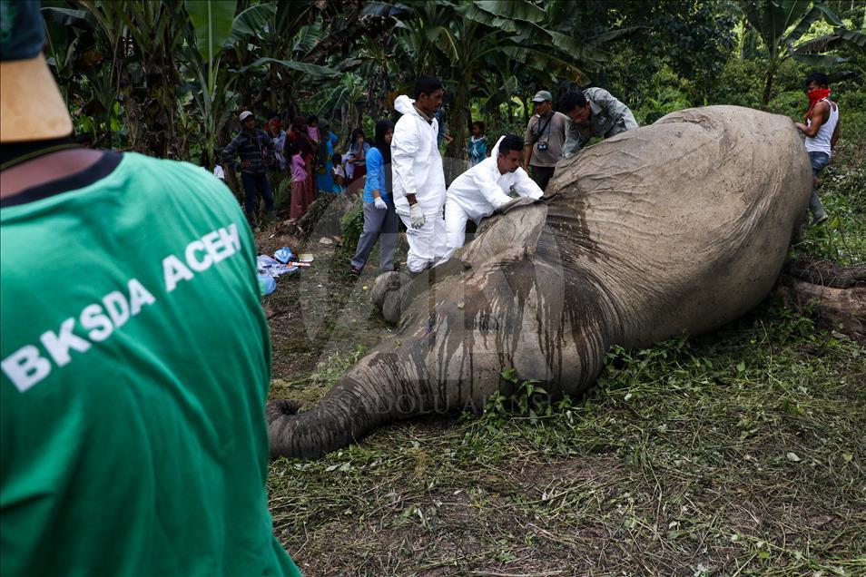 Electric shock kills Sumatran elephants - Anadolu Ajansı