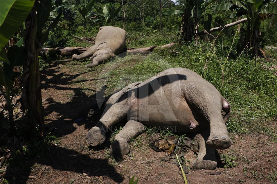 Electric shock kills Sumatran elephants - Anadolu Ajansı