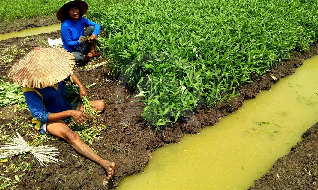 Bercocok tanam di belantara Jakarta