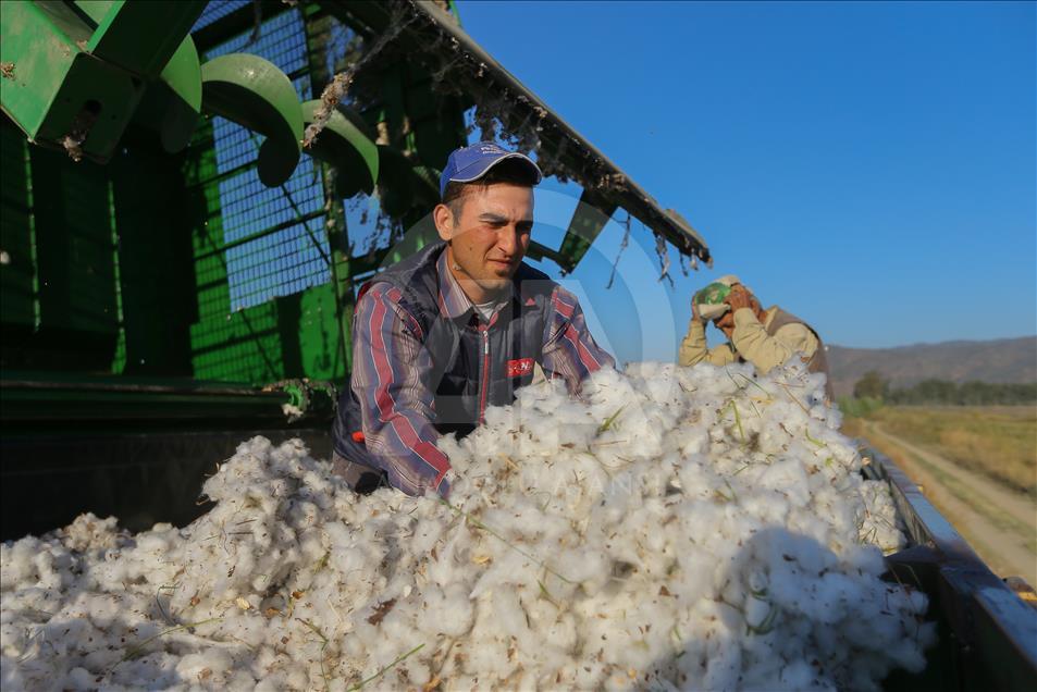 Cotton production in Turkey's Aydin