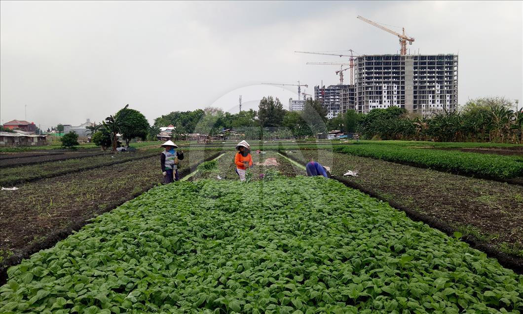 Bercocok tanam di belantara Jakarta